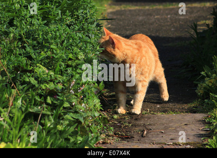 Lo zenzero cat sniffing impianto in giardino Foto Stock