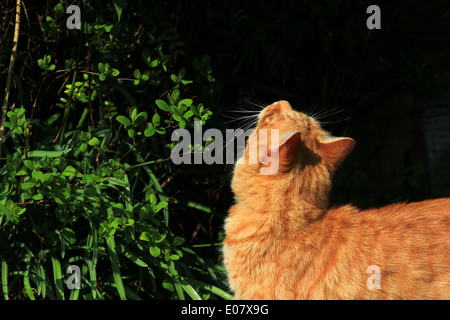 Lo zenzero cat sniffing impianto in giardino Foto Stock