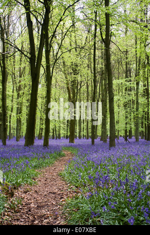 Hyacinthoides non scripta. Percorso attraverso un inglese bluebell legno in primavera. Foto Stock