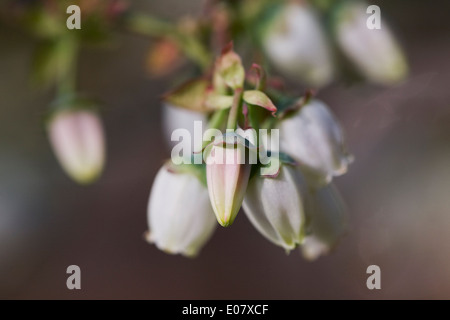 Vaccinium corymbosum. Mirtillo fiori. Foto Stock