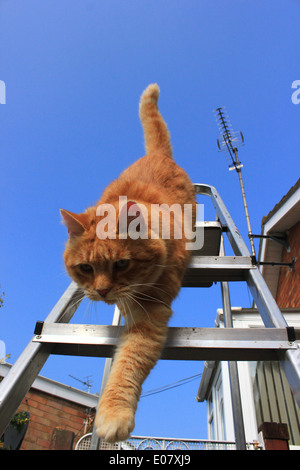 Lo zenzero cat camminare in scaletta Foto Stock