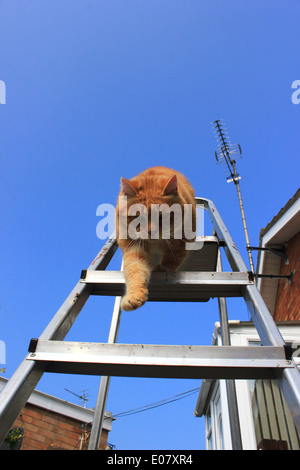 Lo zenzero cat camminare in scaletta Foto Stock