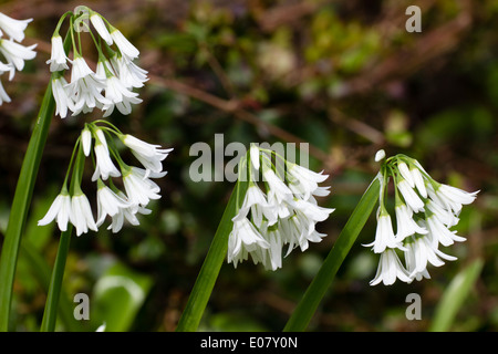 Più le teste dei fiori del piuttosto invasivi ma commestibile onion rispetto Allium triquetrum Foto Stock