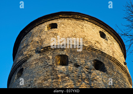 Tallinn Kiek in de Kok Foto Stock