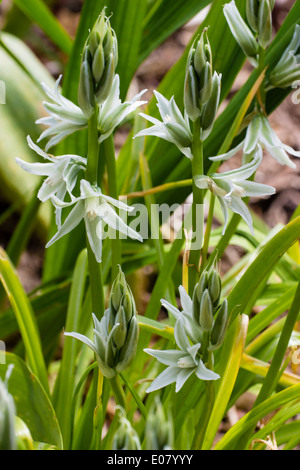 Steli della molla bulbosa fioritura Stella di Betlemme, Ornithogalum nutans Foto Stock