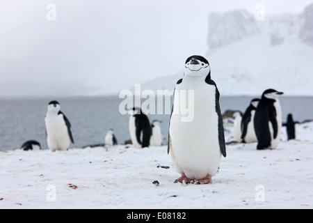 Pinguini chinstrap sul punto di Hannah Antartide Foto Stock