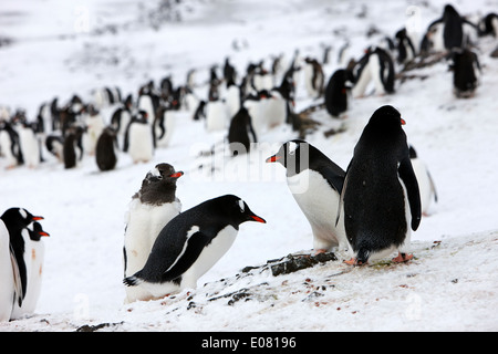 pinguini gentoo su hannah punto livingston isola sud shetland isole Antartide Foto Stock