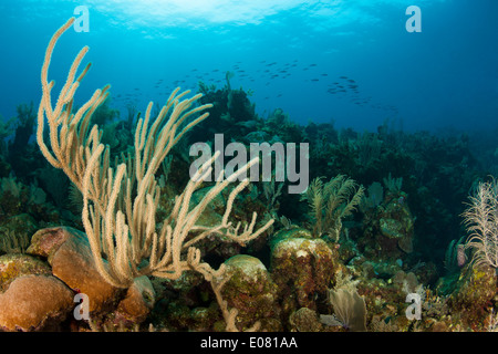 Fessura giganti di mare dei pori asta (Plexaurella nutans) su un tropical Coral reef off Roatan, Honduras. Foto Stock