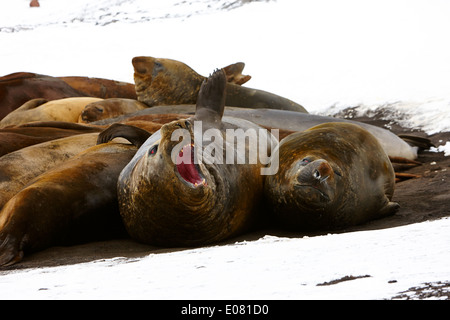 Le guarnizioni di tenuta di elefante hannah punto livingstone island Antartide Foto Stock