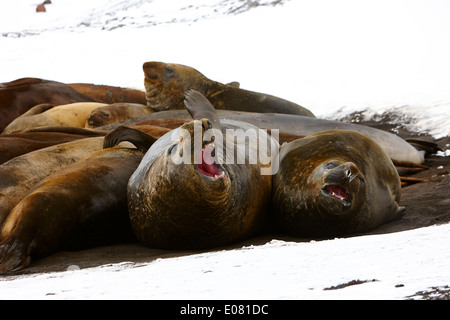 Le guarnizioni di tenuta di elefante hannah punto livingstone island Antartide Foto Stock