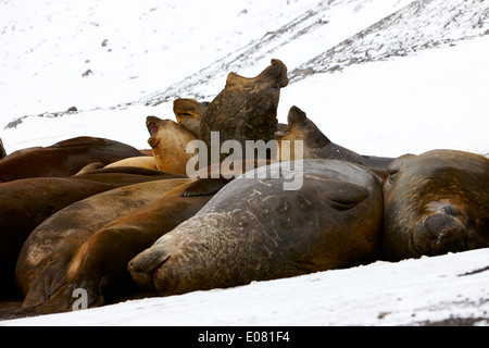 Maschio di guarnizioni di elefante ruggente hannah punto livingstone island Antartide Foto Stock