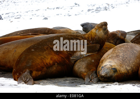 Maschio guarnizione di elefante dormire in una colonia hannah punto livingstone island Antartide Foto Stock