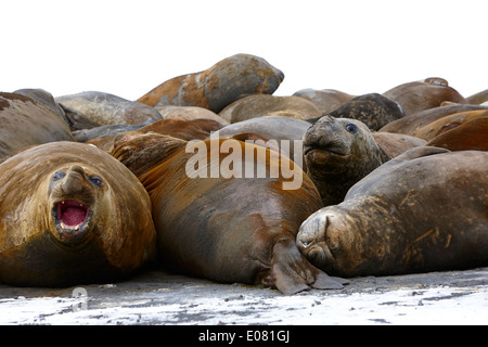 Maschio di guarnizioni di elefante hannah punto livingstone island Antartide Foto Stock
