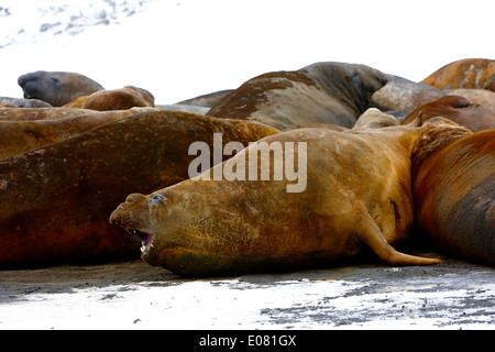 Maschio guarnizione di elefante in una colonia hannah punto livingstone island Antartide Foto Stock