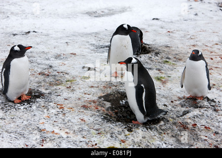 I pinguini gentoo permanente sulla pietra nidifica in colonia su hannah punto Antartide Foto Stock