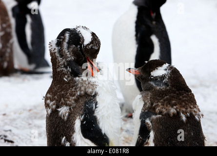 Due capretti pinguini Gentoo moulting sul punto di Hannah Antartide Foto Stock