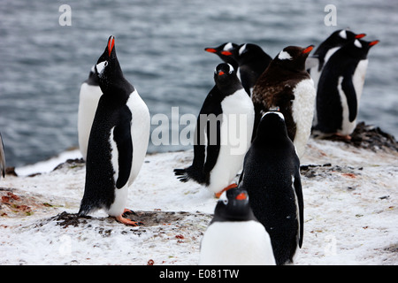 Pinguino gentoo chiamando nella colonia di pinguini su hannah punto Antartide Foto Stock