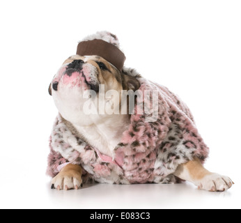 Un cane femmina - Bulldog inglese indossando rosa pelliccia - 8 mesi di età Foto Stock