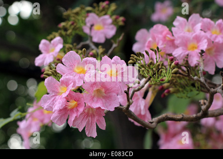 Di un bel colore rosa albero riduttore laterale in posizione di parcheggio Foto Stock