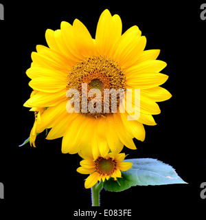 Girasole in fiore isolato su sfondo nero Foto Stock