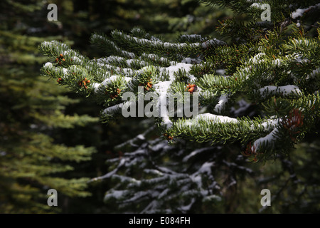 Neve coperto da alberi di pino Foto Stock