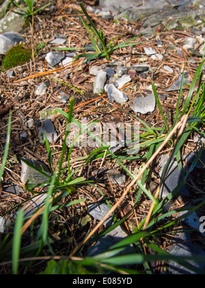 Lago di coltello BWCAW siltstone quarry Foto Stock