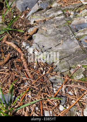 Lago di coltello BWCAW siltstone quarry Foto Stock