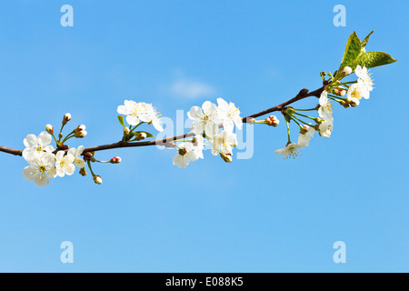 Rametto di fiori ciliegio sul cielo blu sullo sfondo Foto Stock