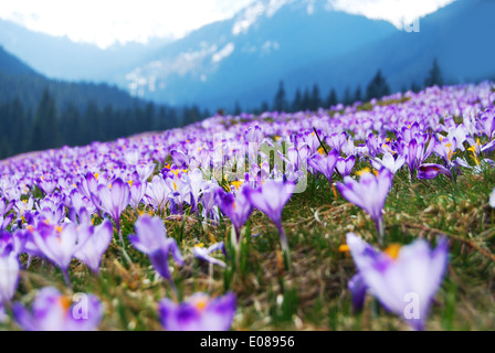 Crochi viola Prato nelle montagne Tatra, in Polonia, in Europa. Foto Stock