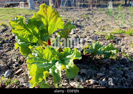 I giovani germogli di un rabarbaro progrown dal suolo in primavera Foto Stock