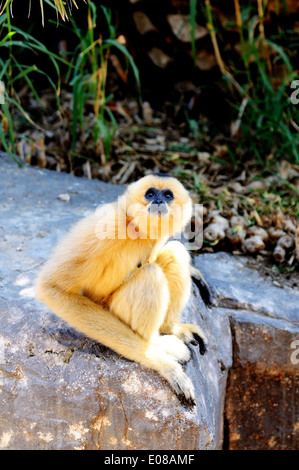 Golden guancia gibbone, noto anche come giallo-cheeked gibbone (Nomascus gabriellae). Foto Stock