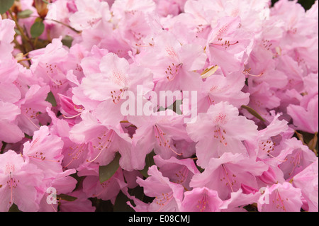 Lotti di massa di delicati arrossire caramelle rosa fiori di azalea in primavera Foto Stock