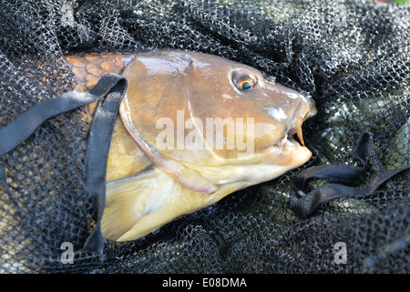 Carpa catturato nella rete da pesca Foto Stock