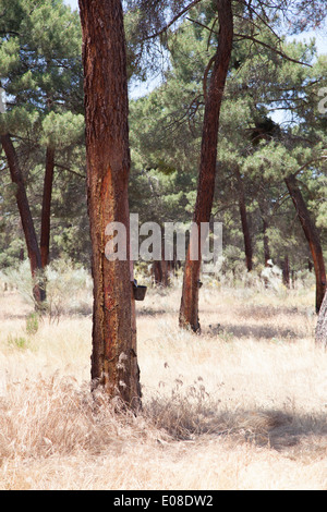 La raccolta di resina prodotta da alberi di pino. Le resine sono usate nella produzione di vernici, adesivi, o profumo. Foto Stock