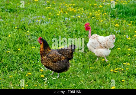 Le galline su uno sfondo di un prato verde. Close up Foto Stock