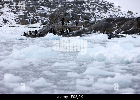 Gentoo colonia di pinguini su Port Lockroy con insolente mare la formazione di ghiaccio chiusura invernale in Antartide Foto Stock