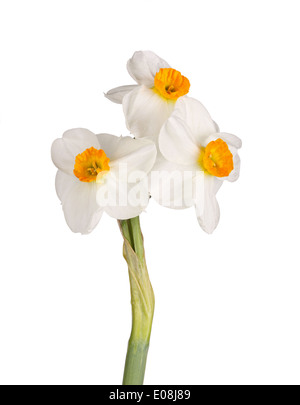 Tre dei fiori di arancio e bianco tazetta daffodil cultivar Geranio isolato su uno sfondo bianco Foto Stock