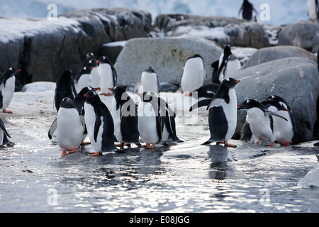 I pinguini Gentoo sulla costa rocciosa sul port lockroy antartide Foto Stock