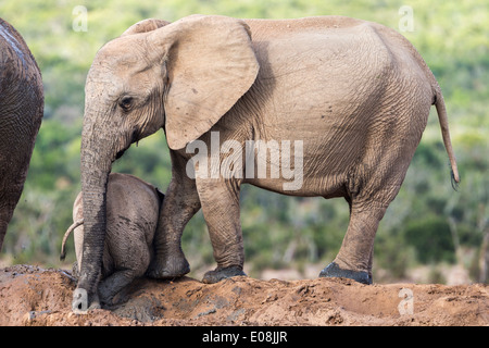 L'elefante africano (Loxodonta africana), Addo Elephant National Park, Capo orientale, Sud Africa, Febbraio 2014 Foto Stock