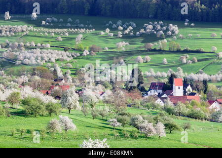 La fioritura dei ciliegi nel Eggenen Valley vicino a Obereggen, Markgrafler Land, Foresta Nera, Baden Wurttemberg, Germania, Europa Foto Stock