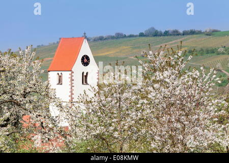 La fioritura dei ciliegi nel Eggenen Valley e il campanile della chiesa di Obereggen, Markgrafler Land, Foresta Nera, Baden Wurttemberg, Germania, Europa Foto Stock