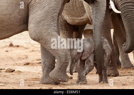 Elefante africano (Loxodonta africana) nuovo nato di vitello, Addo Elephant National Park, Sud Africa, Febbraio 2014 Foto Stock