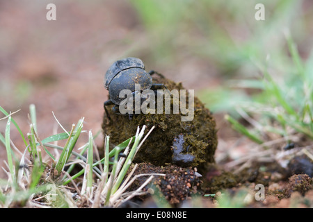 Dung beetle (Scarabaeidae) modellare palla fuori di sterco, Parco Nazionale di Pilanesberg, Sud Africa, Febbraio 2014 Foto Stock