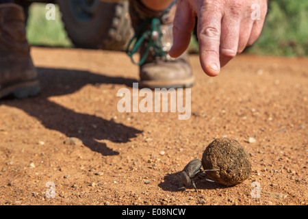 Guida Safari sottolineando dung beetle (Scarabaeidae) con sterco sfera, Madikwe Game Reserve, Sud Africa, Febbraio 2014 Foto Stock