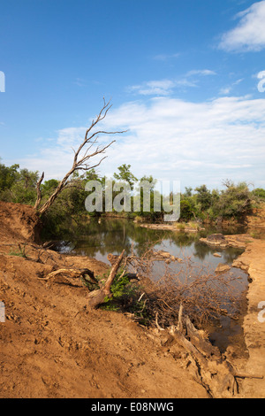 Groot Marico nel fiume Madikwe Game Reserve, nord ovest della provincia, Sud Africa, Febbraio 2014 Foto Stock