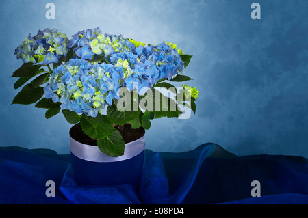 Hydreangea blu in un vaso di fiori Foto Stock