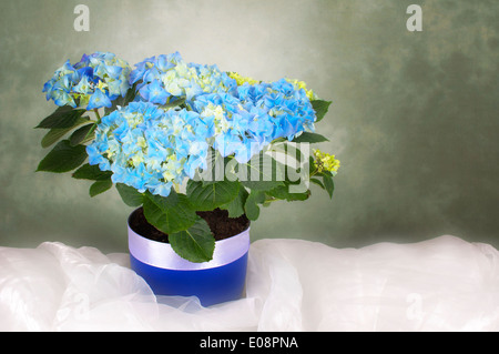 Hydreangea blu in un vaso di fiori Foto Stock