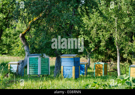 Colorato alveari sotto gli alberi da frutto in giardino rurale. Apicoltura naturale apicoltura nel villaggio. Foto Stock