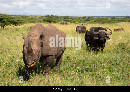 Il rinoceronte nero (Diceros simum) maschio, Kwazulu Natal, Sud Africa, Febbraio 2013 Foto Stock