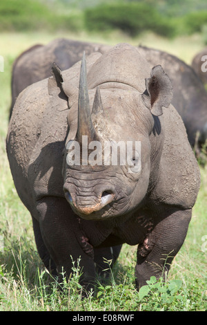 Il rinoceronte nero (Diceros simum) maschio, Sud Africa, Febbraio 2013 Foto Stock